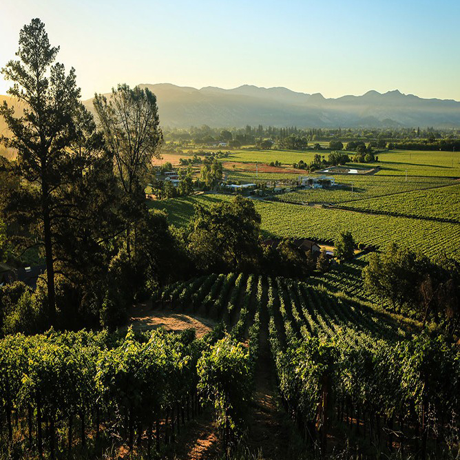 Alpha Omega Thomas Vineyards