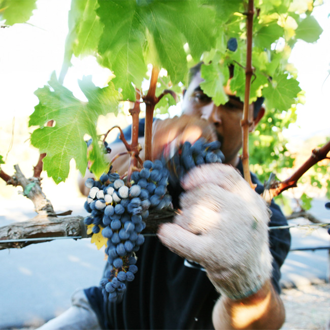 Alpha Omega Pruning Vines