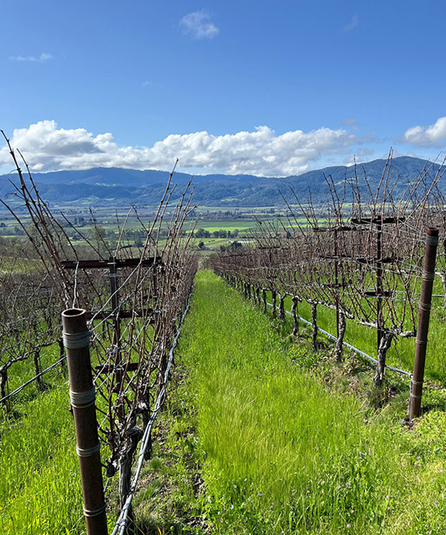 Alpha Omega Angel's Vista