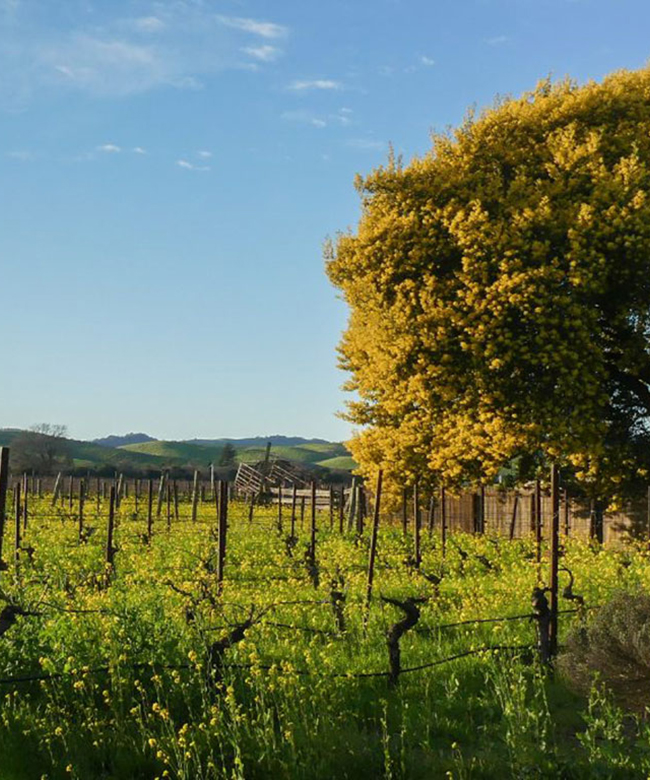 Alpha Omega Barrel Fermentaion