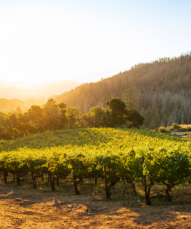 Alpha Omega Marston Vineyard