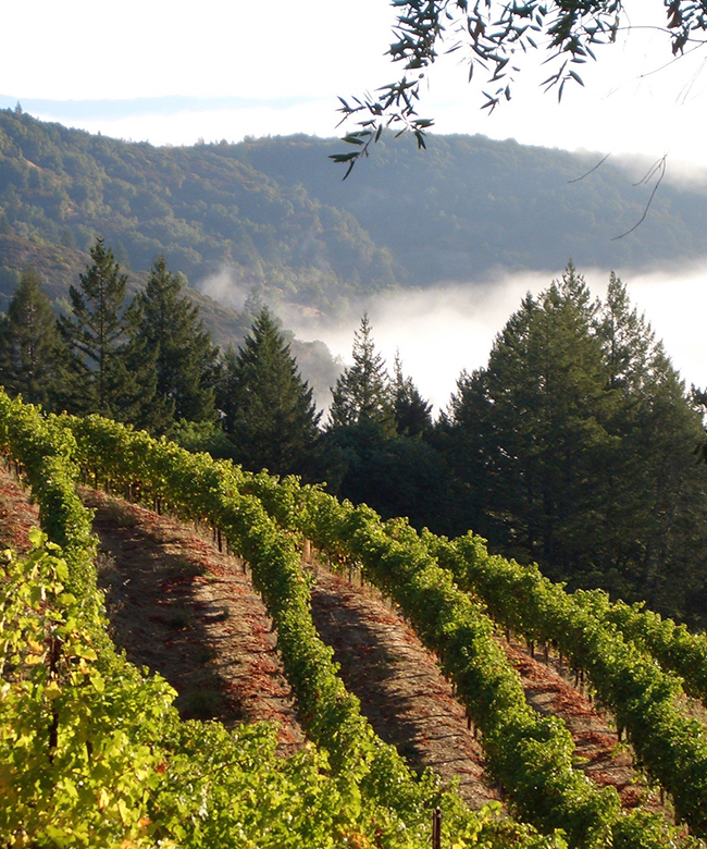 Alpha Omega Paratus Vineyard