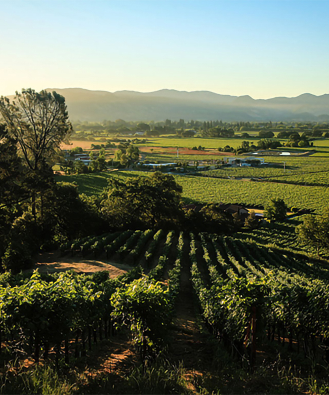 Alpha Omega Thomas Vineyard