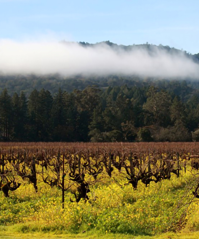 Alpha Omega Beckstoffer Bourn