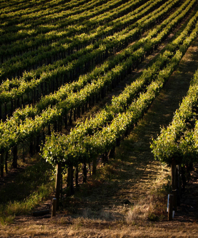 Alpha Omega Beckstoffer Georges III Vineyard