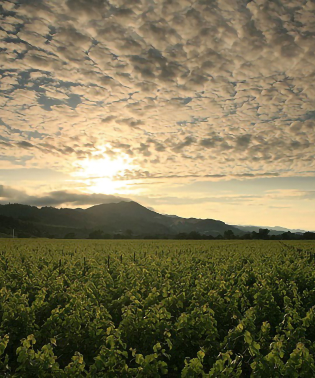 Alpha Omega Beckstoffer To Kalon Vineyard