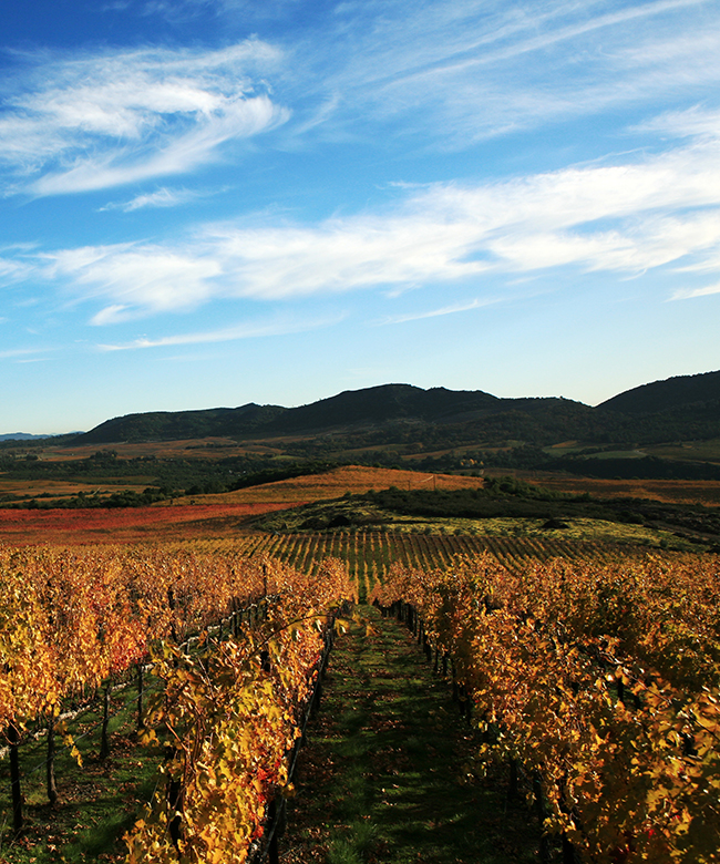 Alpha Omega Cordes Vineyard