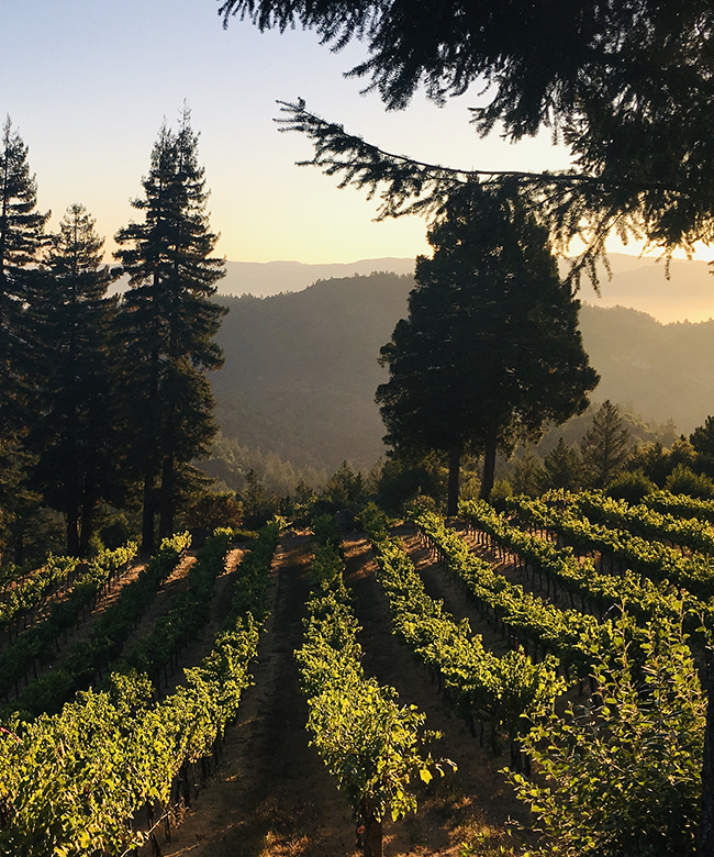 Alpha Omega Drew Block Stricker Vineyard