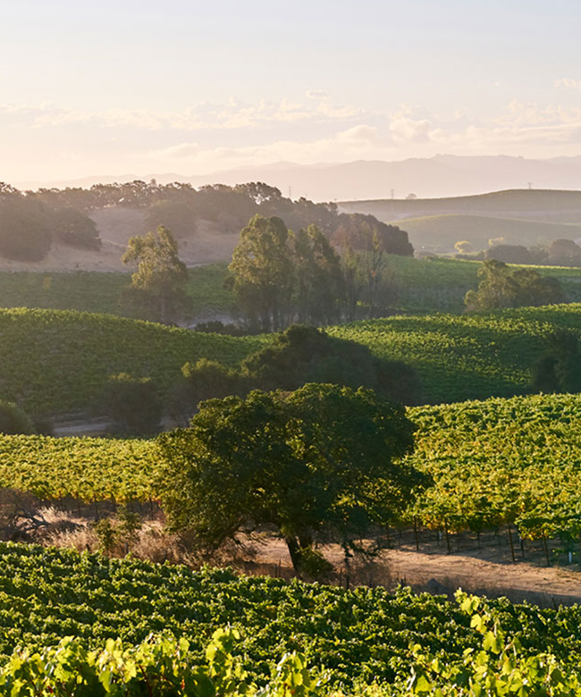 Alpha Omega Hudson Vineyard