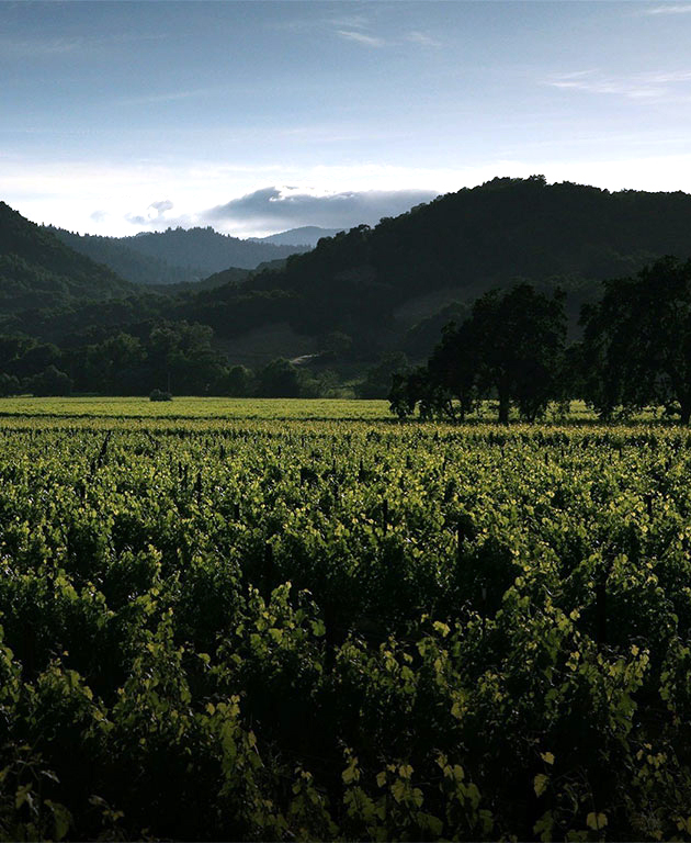 Alpha Omega Vineyard