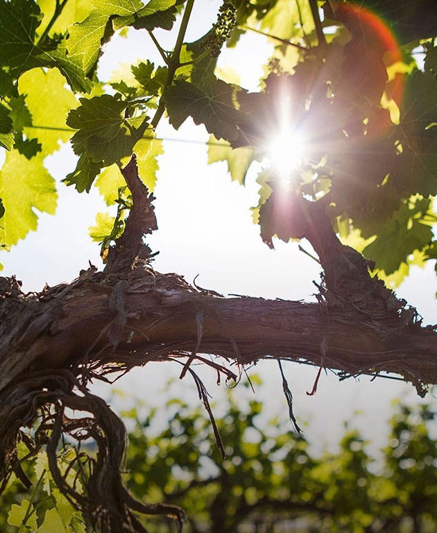 Alpha Omega Tasting Room