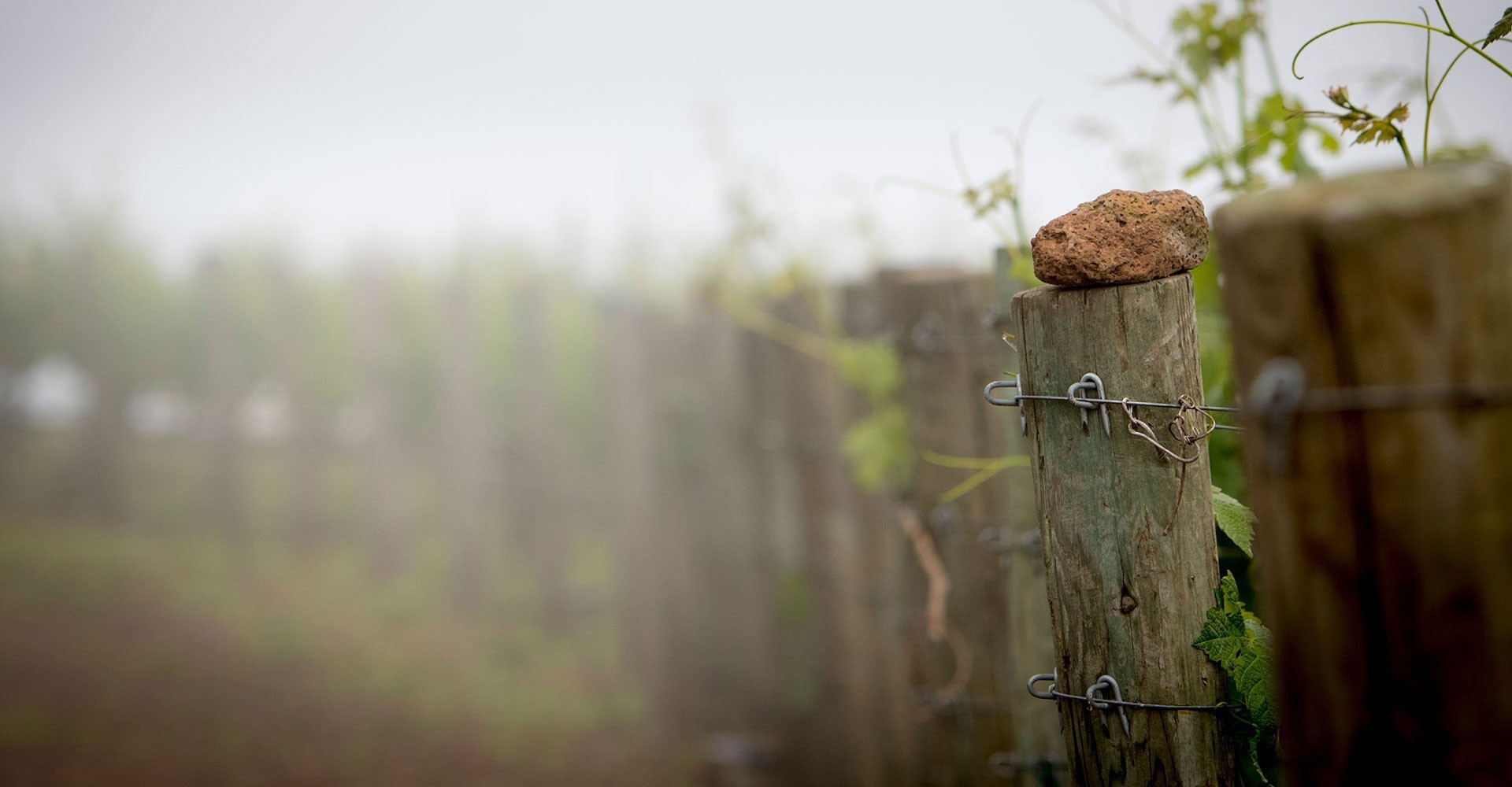 view of the vineyard with posts in the foreground and fog