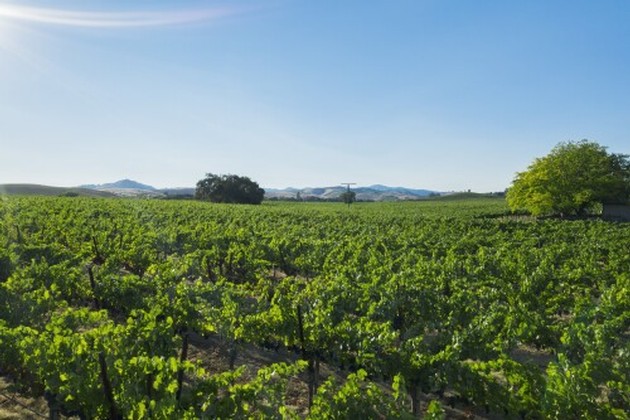 Hyde Vineyard Chardonnay 3PACK 2021