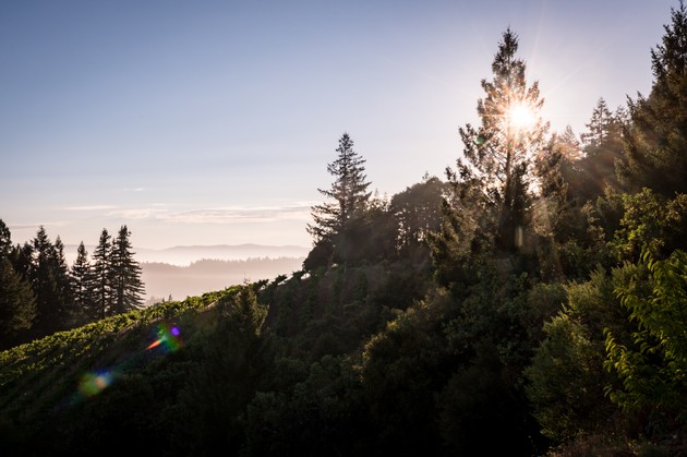 Stricker Vineyard Chardonnay 3PACK 2021